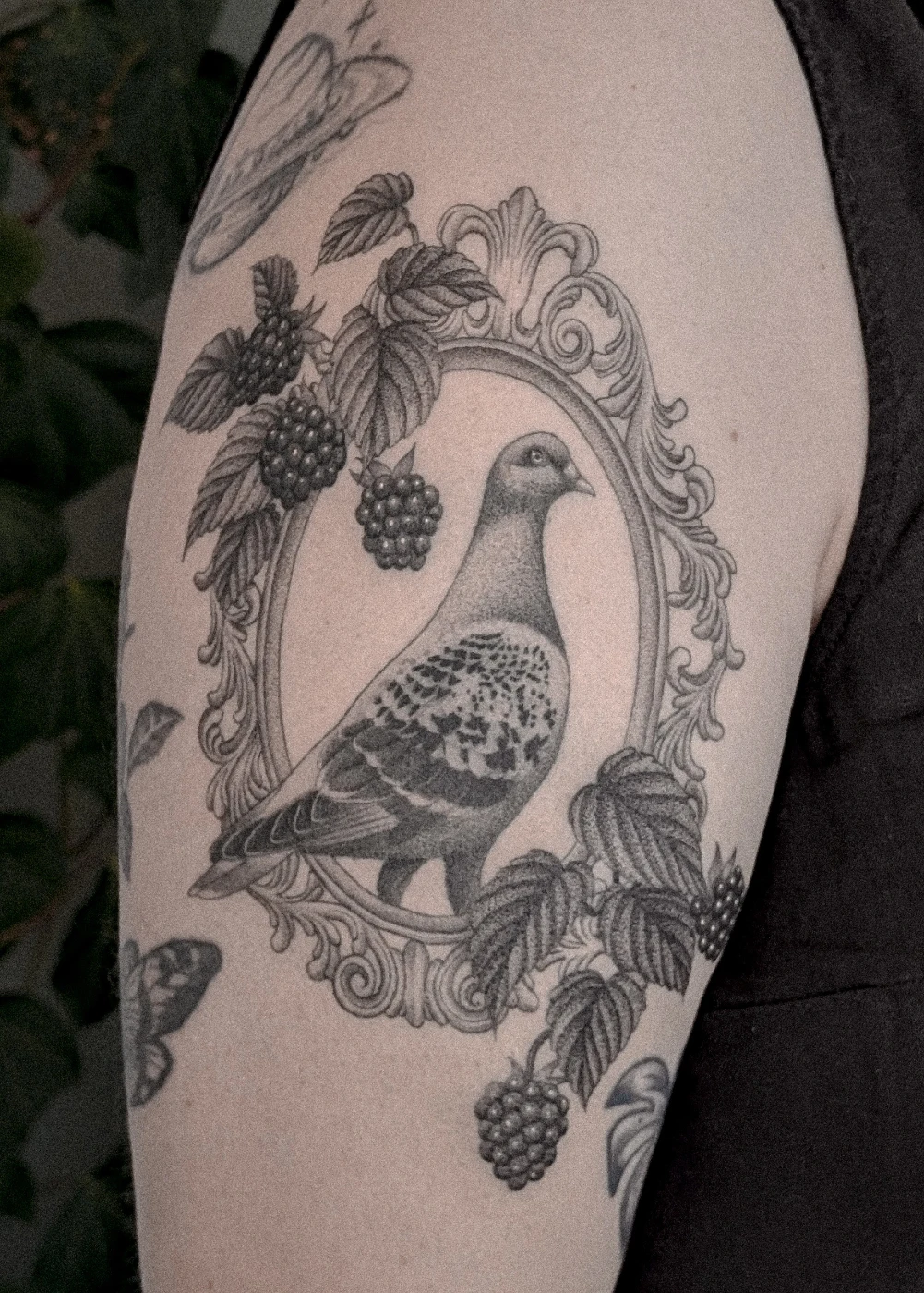 Black-and-grey tattoo of a pigeon in an ornate frame.